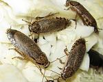 - Nauphoeta cinerea