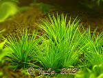   (Eriocaulon sp. 'cinereum')