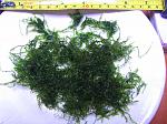   (moss sp. Bubble)