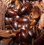 Pycnoscelus surinamensis  