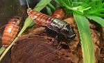  - Gromphadorhina Portentosa