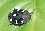    (Therea petiveriana)