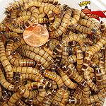 Zoophobas morio - 