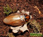    (Eublaberus distanti)   