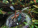 Bucephalandra cf. motleyana Deep Purple