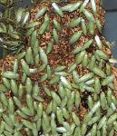   - , Panchlora nivea