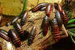   (Gromphadorhina portentosa)