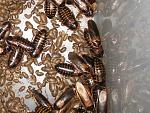 Blaptica dubia -  