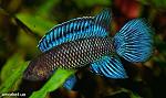 badis badis hamelion nikopol
