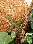 Tillandsia stricta