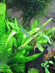 Bucephalandra sp. "Silky Blue 2"