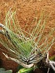 Tillandsia filifolia