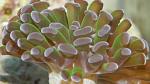 euphyllia paraancora