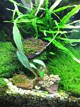 Bucephalandra sp. Seri Aman