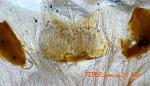 Ceratogyrus darlingi (L7) spermateca TM