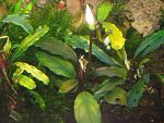 Bucephalandra sp. Super Blue, Melawi
