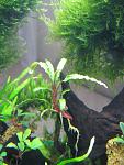 Bucephalandra sp. "Velvet Leaf - 4"