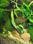 Bucephalandra sp. Seri Aman