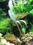 Bucephalandra sp. Seri Aman