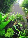Bucephalandra sp. "Silky Blue 2", Bucephalandra sp. Kedagang, Bucephalandra sp. Melawi  Bucephalandra sp. "Kota Baru"