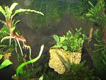 Bucephalandra sp. "Velvet Leaf -4"  Bucephalandra sp. "Blue" Kudangan