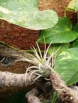 Tillandsia ionantha v. Fuego
