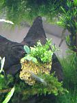Bucephalandra sp. "Blue" Kudangan