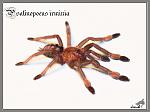 Psalmopoeus irminia
