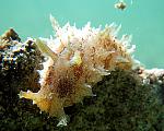 dolabella auricularia