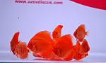 DSC0205
