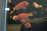 Tropheus red phoenix