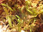 Caulerpa taxifolia