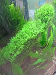 Riccardia chamedryfolia