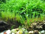 Amblystegiaceae sp."Manaus", Amblystegium serpens (Nano Moss)  Plagiomnium affine