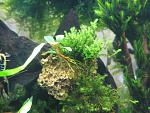 Jungermannia pseudocyclop (Rose moss), Barbula sp. millimeter moss  Bucephalandra sp. "Blue"