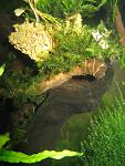 Barbula sp. millimeter moss