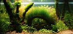 12/05/13 
http://www.aquaforum.ua/album.php?albumid=10918&pictureid=157319