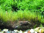Amblystegium serpens (Nano Moss)