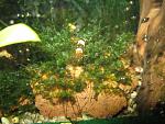 Plagiomnium sp. butterfly
