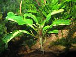 Bucephalandra sp. "Sintang 2006"