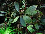 Bucephalandra sp. Ulysses