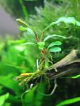 Bucephalandra sp. "Violet"