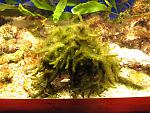 Codium sp