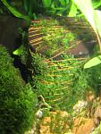 Riccardia chamedryfolia  Star Moss