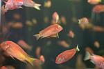 Tropheus red phoenix