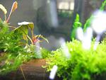 Bucephalandra sp. Nanga Taman