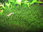 Homalia sp. "Rosa moss"