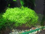 Riccia "Amano"