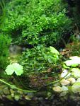 Riccardia chamedryfolia  Loxogramme s."Wave moss"