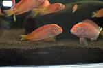 Tropheus red phoenix